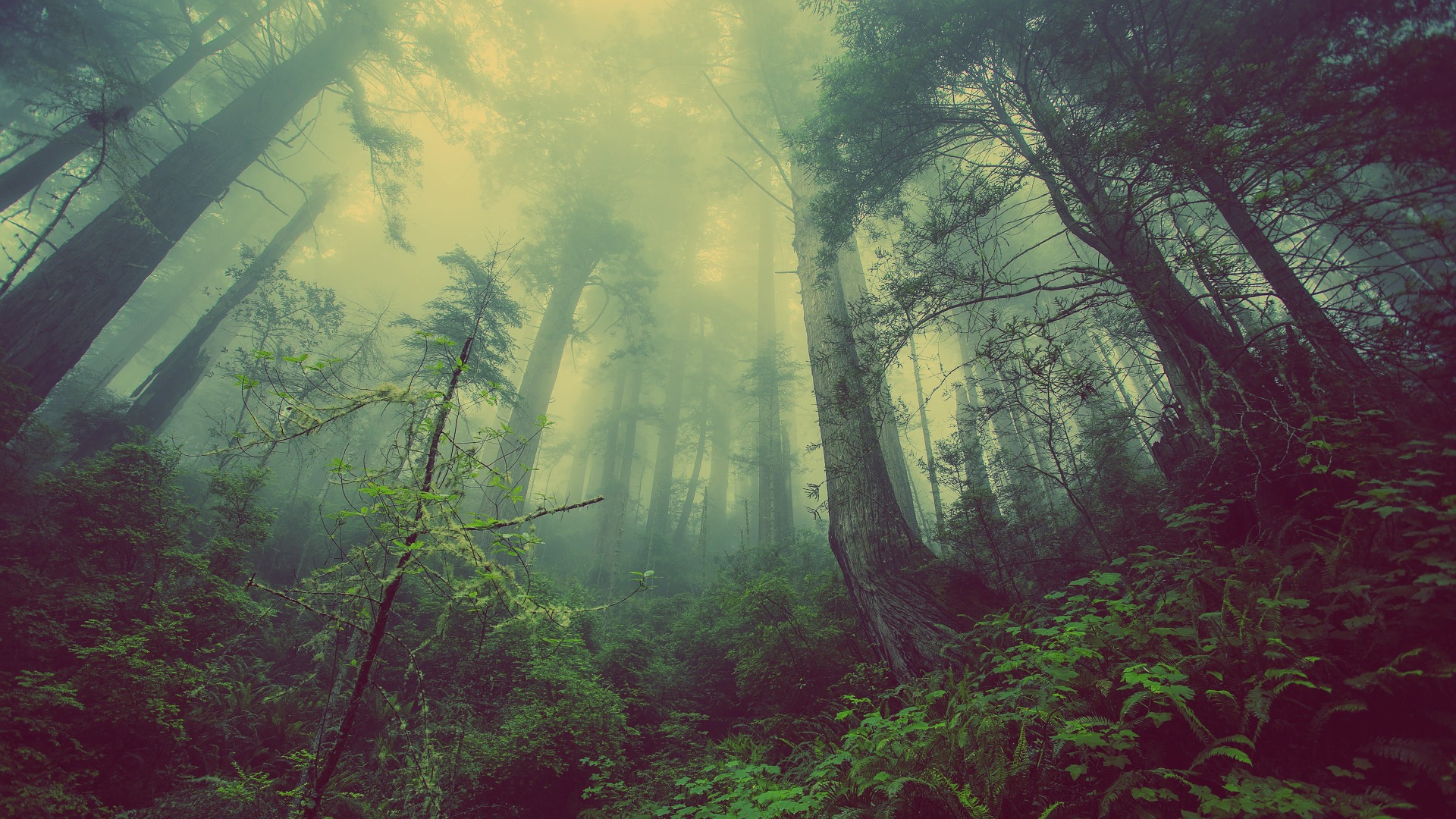 spooky forest with mist