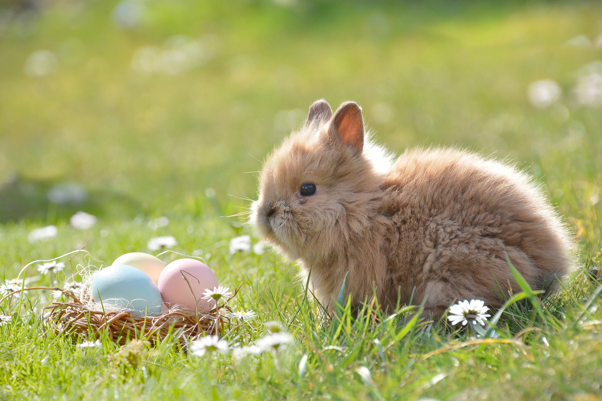 bunny with colored eggs in grass