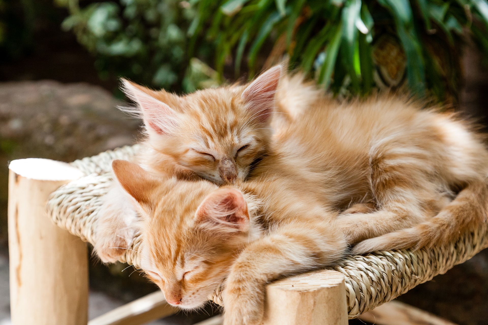 two sleepy kittens