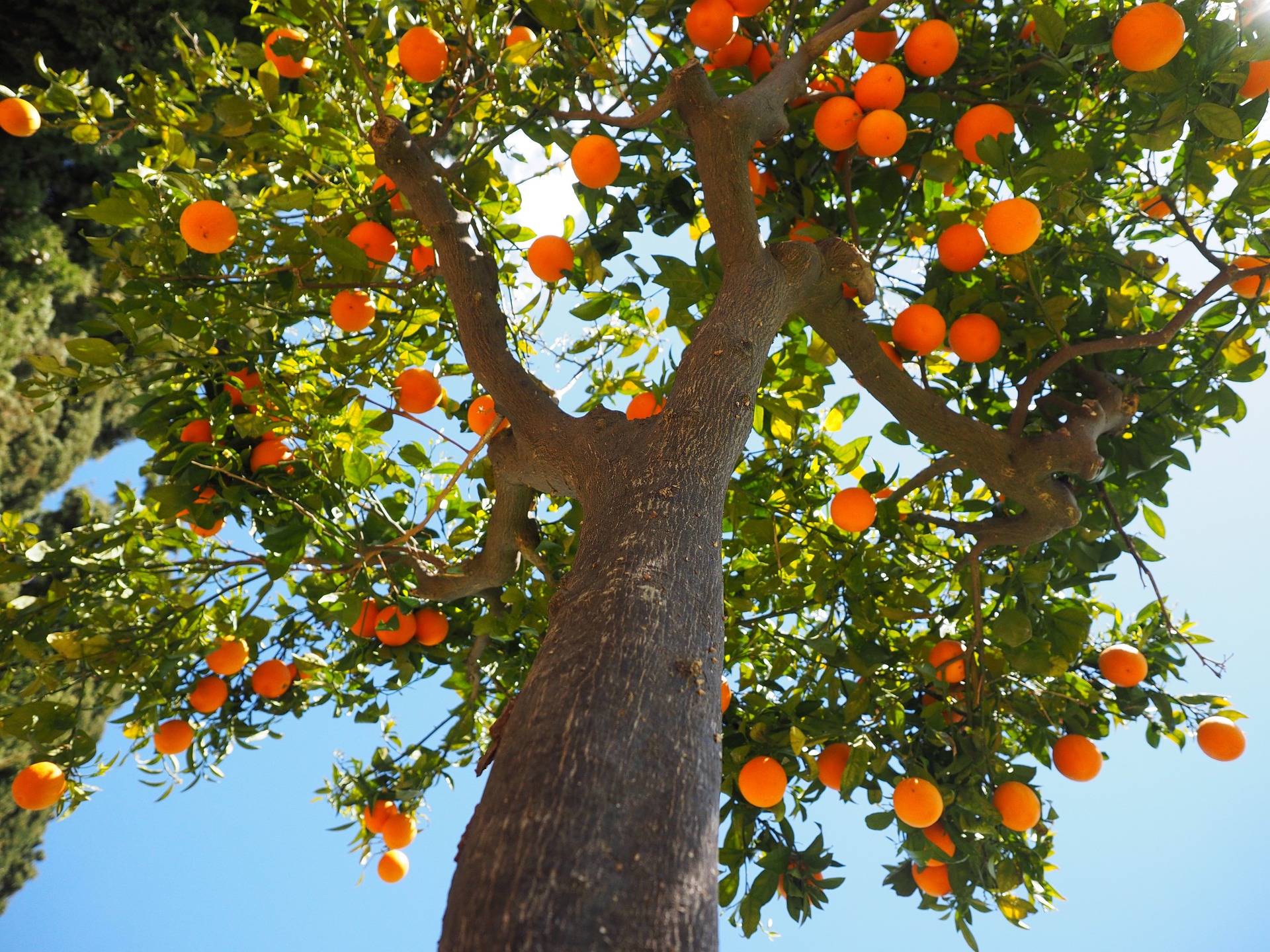 photo of orange tree