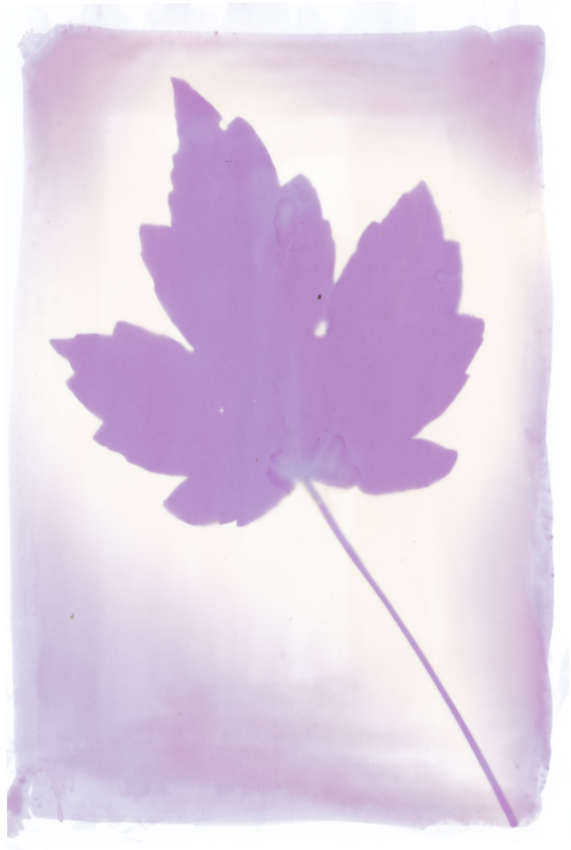 purple leaf print 