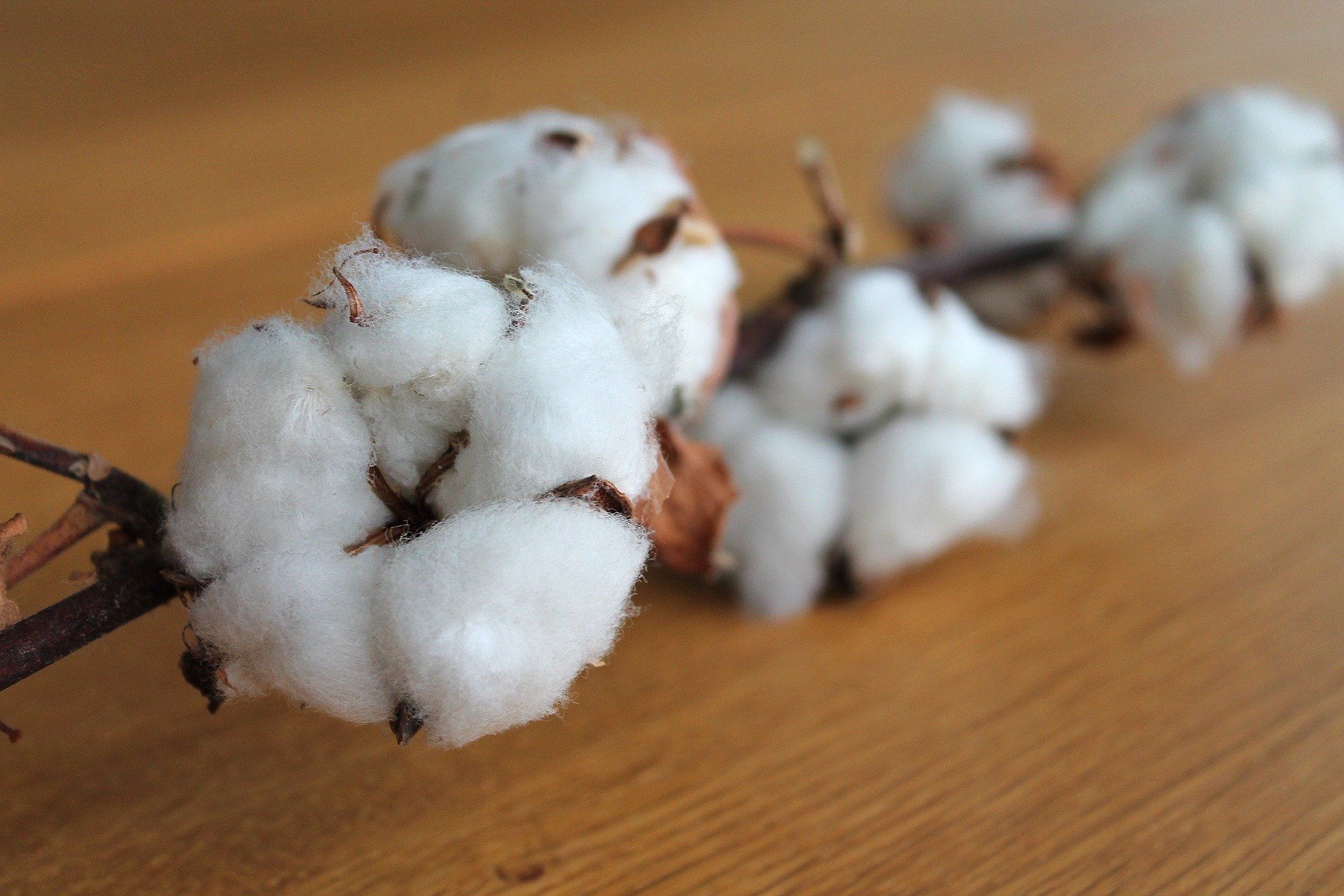 photo of cotton branch