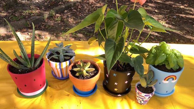 DIY indoor garden step 2: replanting pots