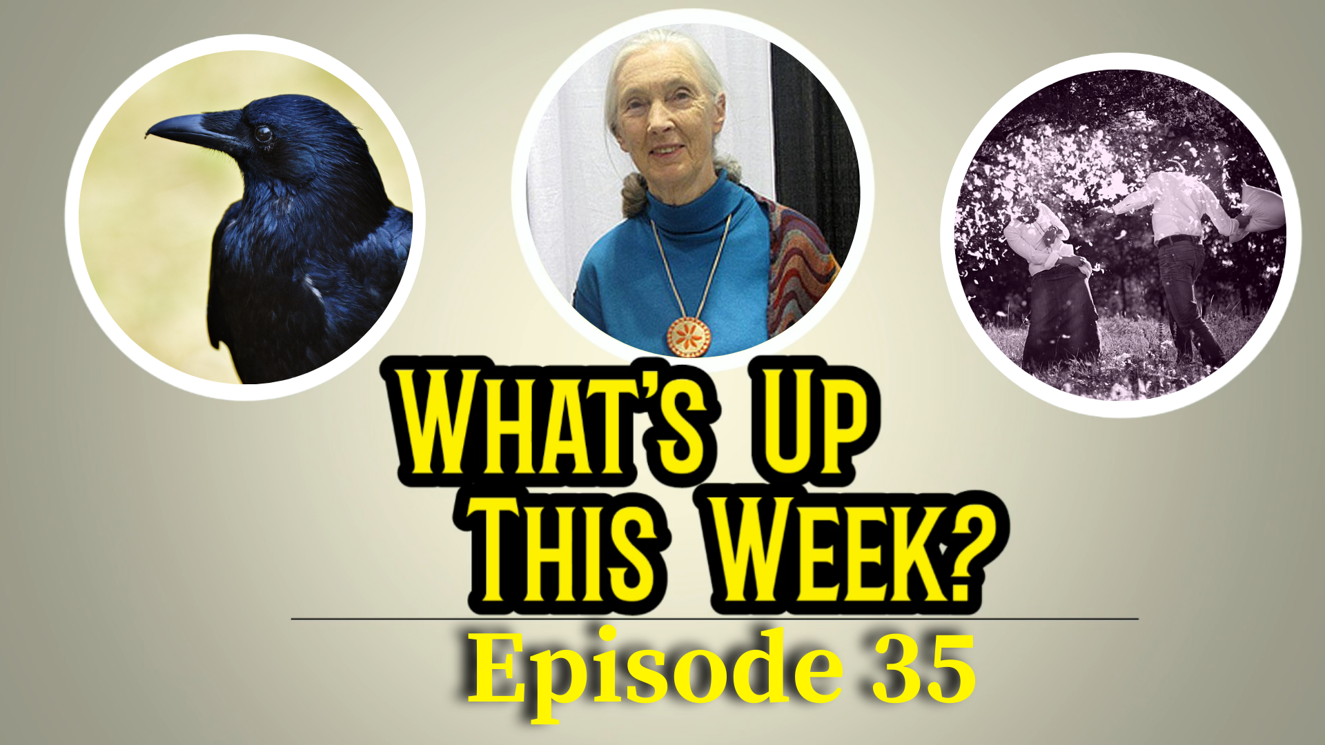 Text: What's Up This Week? Episode 29. 3 images in circles: a bird, Jane Goodall, and 2 people having a pillow fight