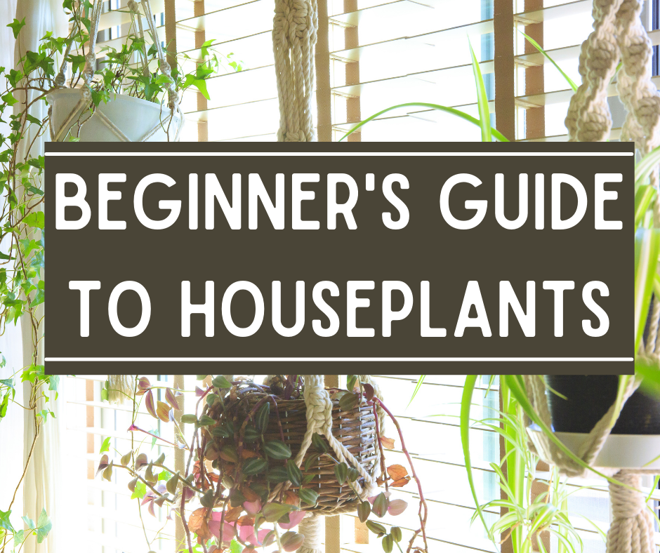 Beginner's Guide to Houseplants title in white font on black rectangle. Background image is hanging plants in a window. 