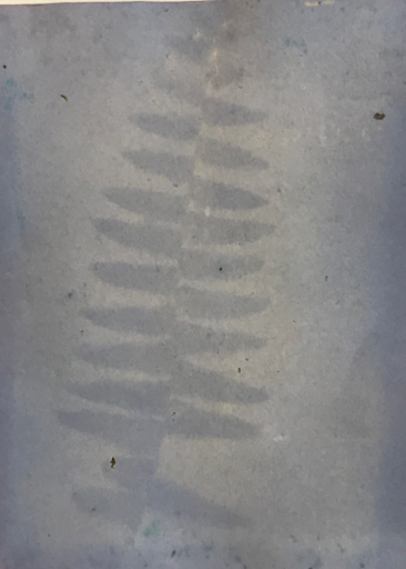 anthotype image of fern leaf in bluish gray