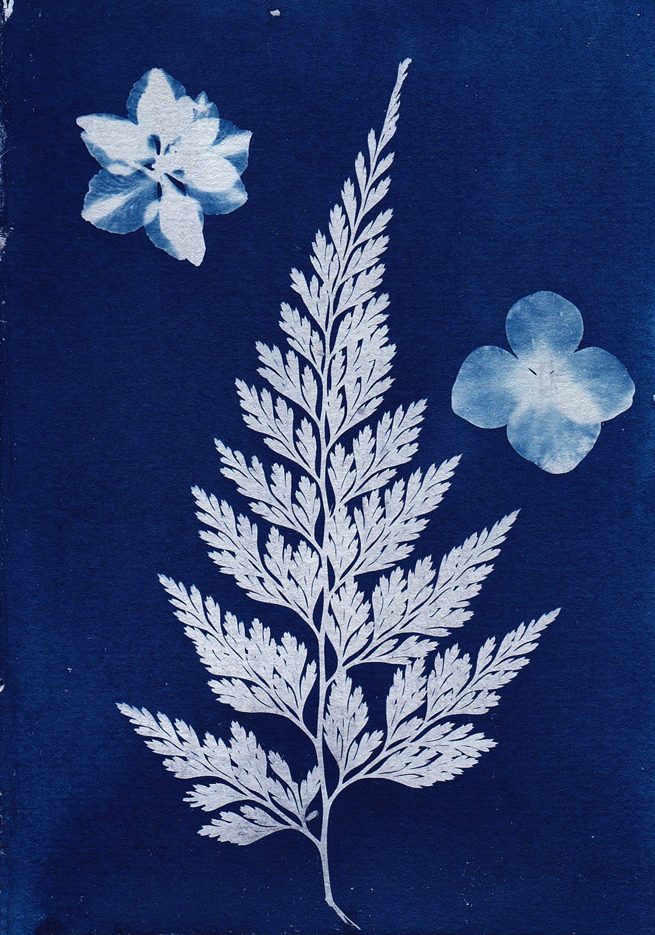A cyanotype image of a large leaf and two flowers