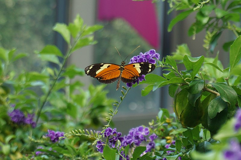 A butterfly in a garden