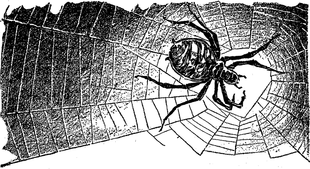illustration of spider on web