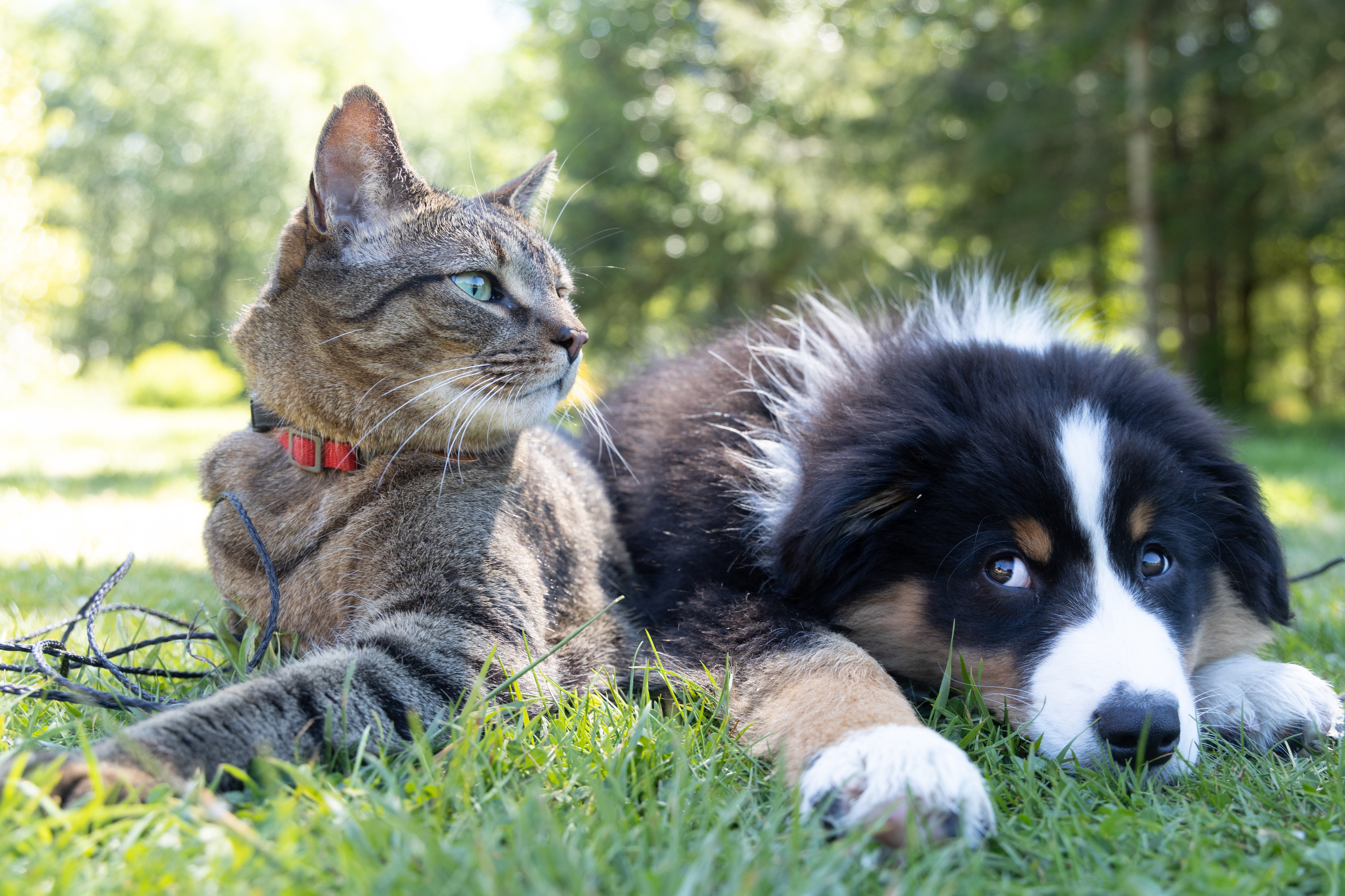 picture of a cat and puppy laying on grass