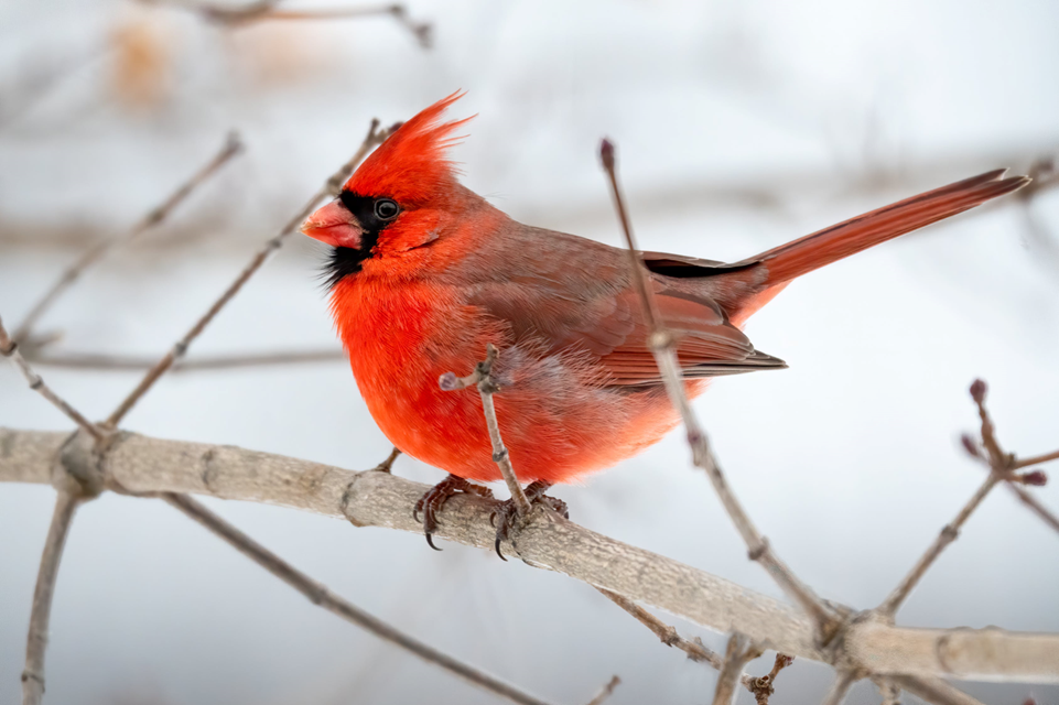 a cardinal, sitting on a tree branch