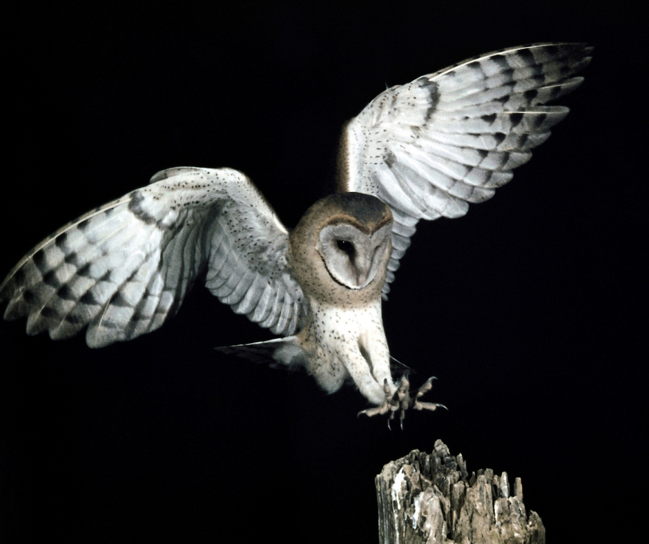 an owl landing on a tree stump at night.