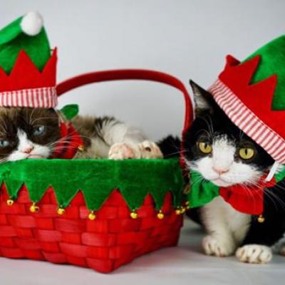 festive kittens