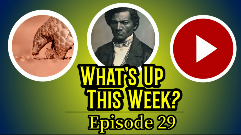 Text: What's Up This Week? Episode 29. 3 images in circles: a pangolin, Frederick Douglass, and the "play" symbol for a YouTube video.