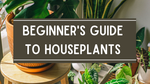 Beginner's Guide to Houseplants text in white in center with green plants in the background. 