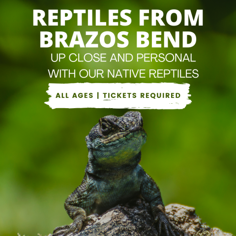 Image of a lizard on a log with a blurred green background. The words "Reptiles from Brazos Bend" are in bold white along the top middle. Below that in regular white font are the words "Up close and personal with our native reptiles". Under that is a white banner with the words "All Ages | Tickets Required" in dark green.