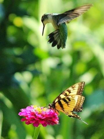 hummingbird and butterly with a pink flower