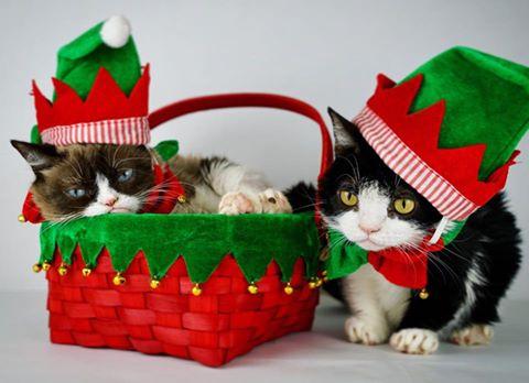 festive kittens